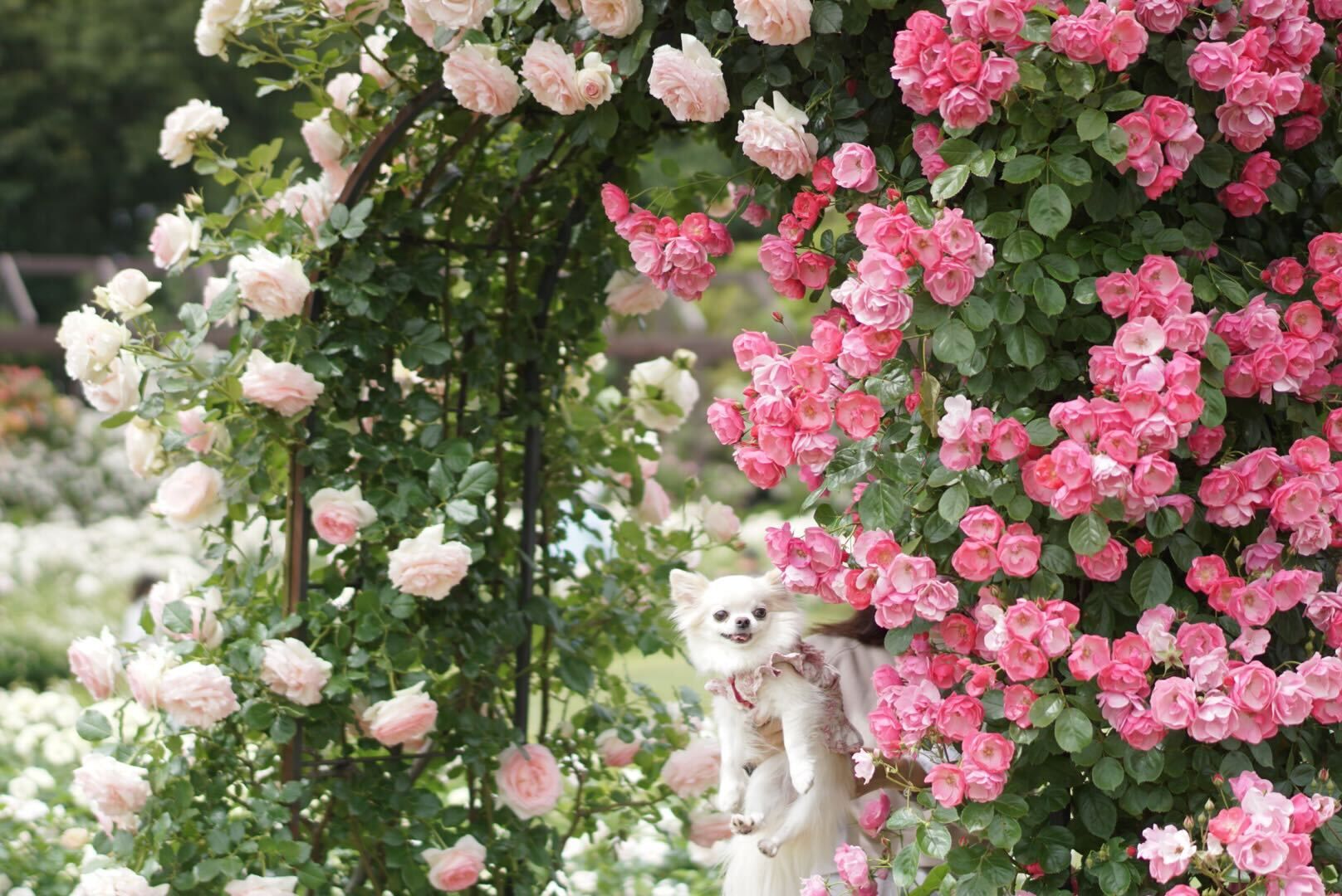 * vintage dog ❀ * ピンクベージュ色のワンちゃん vintage dog ❀ * ピンクベージュ色のワンちゃん - メルカリ