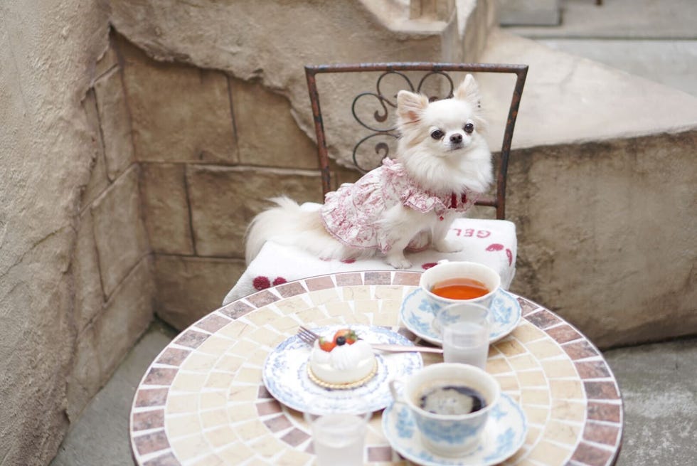 カフェにいるチワワ