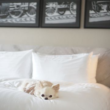 犬と泊まれるホテル東京
