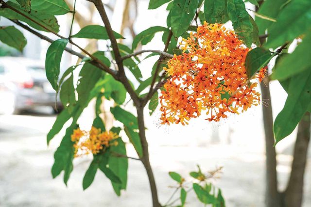 無憂樹的花朵最初為橘黃色，後漸漸轉為橘紅色，滿開時美得像盛放的煙火。