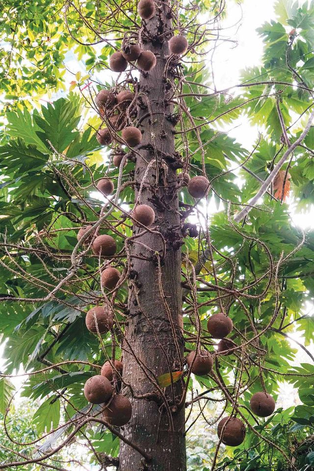 砲彈樹的果實直接長在樹幹上，十分顯眼獨特。