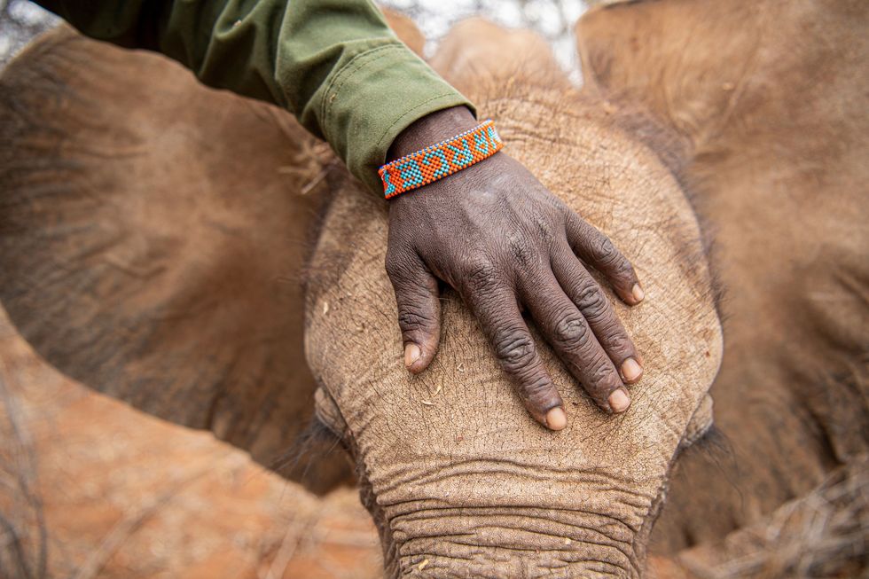 Verzorger Lemarash Kalteyo begroet een babyolifantje op dezelfde traditionele manier als een ouder Samburustamlid een kind zou begroeten Door de palm van de rechterhand op het hoofdje van een kind of olifantje te leggen wordt de goedheid van iemands geest overgebracht
