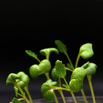 Kleine koolzaadplantjes kunnen acetaat opnemen een eenvoudige koolstofverbinding die onderzoekers met behulp van zonneenergie wisten te maken van CO2 en water Maar tot nu toe kunnen alleen algen edelgist en schimmels op dergelijk acetaat groeien zonder licht of fotosynthese  en op een efficintere manier