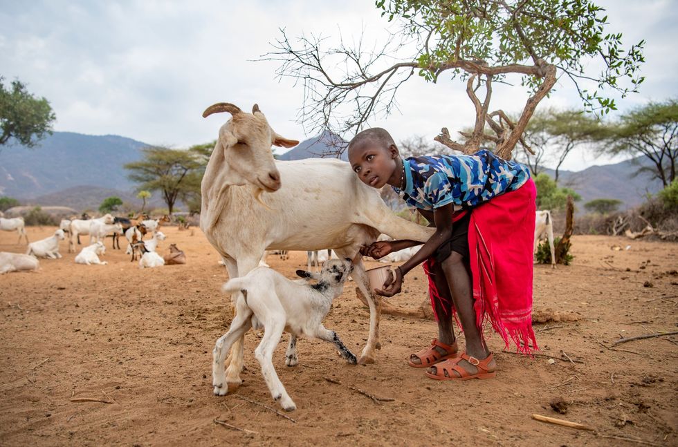 Nturuyayi Lengees melkt een geit de opgevangen melk is bestemd voor het Reteti Elephant Sanctuary