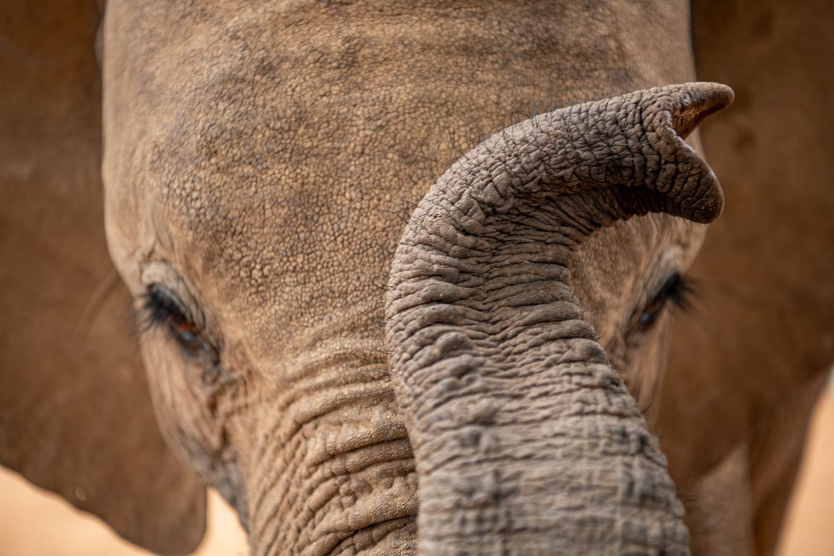 In het Reteti Elephant Sanctuary in het noorden van Kenia werden verweesde olifantjes als Hamsini op de foto van oudsher gezoogd met gemporteerde menselijke flesvoeding Inmiddels drinken veel olifantjes flesvoeding op basis van melk van plaatselijke geiten die goedkoper duurzamer en ook eenvoudiger verkrijgbaar is