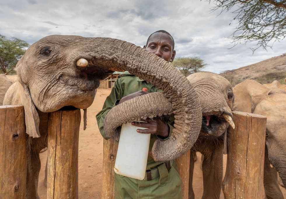 Twee olifanten proberen te voorkomen dat verzorger Lemarash Kalteyo na de flesvoeding weer weggaat
