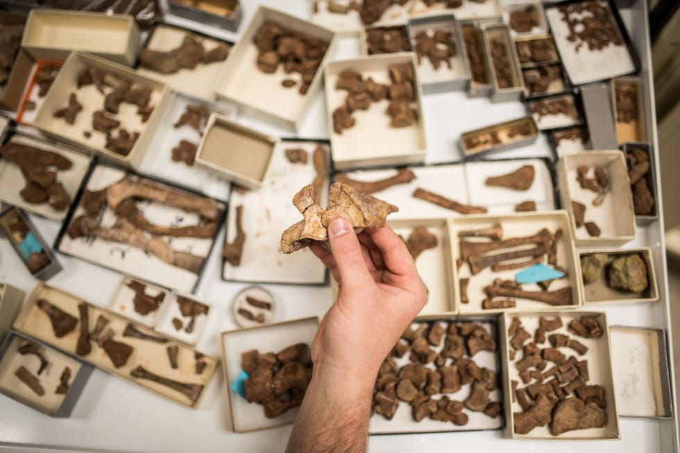 In een paleontologisch laboratorium van Virginia Tech toont Christopher Griffin een van de kleine maar robuuste heupbeenderen van Mbiresaurus in de bakjes op tafel liggen talloze andere fragmenten van het onlangs gevonden skelet van de dinosaurir