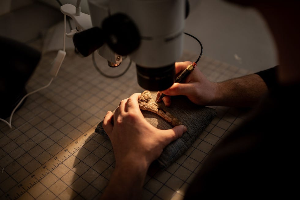 In het paleontologisch laboratorium van Virginia Tech verwijdert Christopher Griffin zorgvuldig overtollig gesteente van een scheenbeen van Mbiresaurusraathi