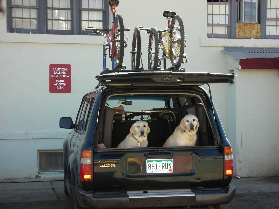 two yellow labs in the back of an fj80 land cruiser