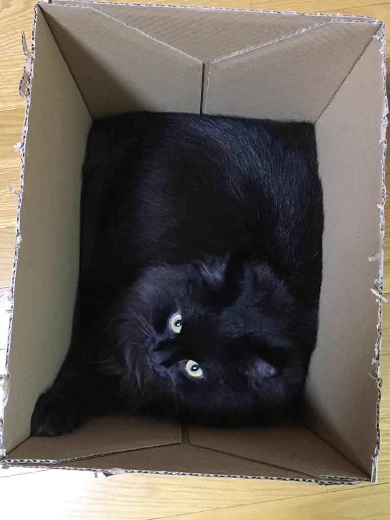 Black cat, Black, Cat, Felidae, Small to medium-sized cats, Bombay, Fur, Carnivore, Box, Picture frame, 