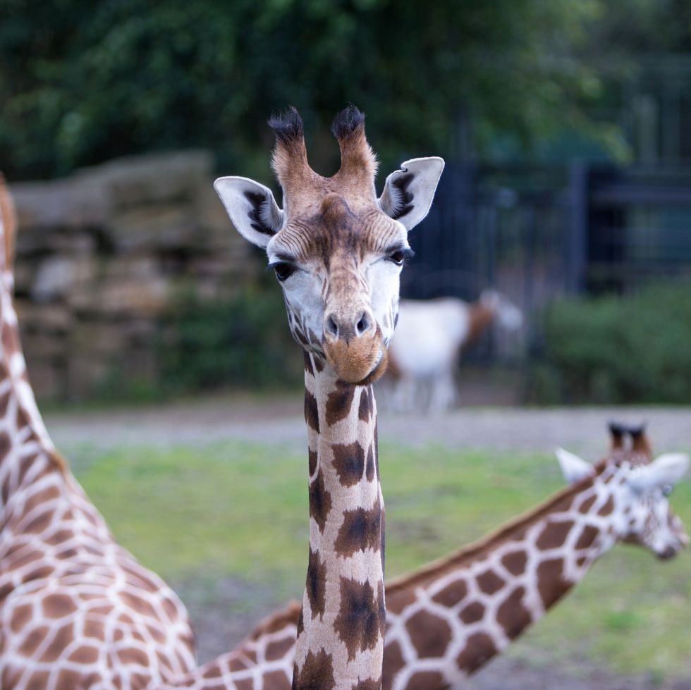 Dublin Zoo - Giraffi
