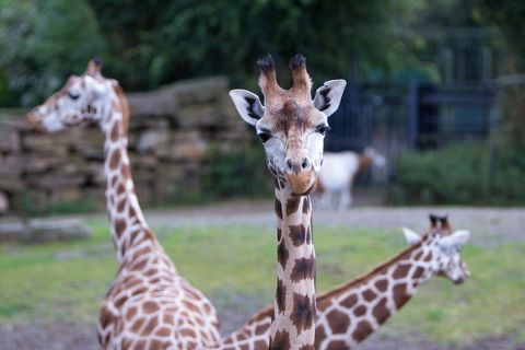 Dublin Zoo - Giraffi