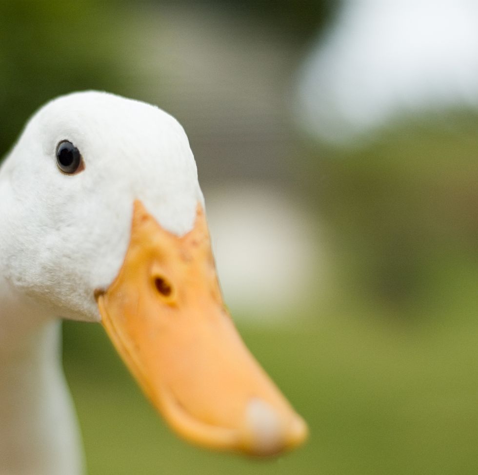 Close up of a curious duck Shallow depth of field, sharp focus on the eyes