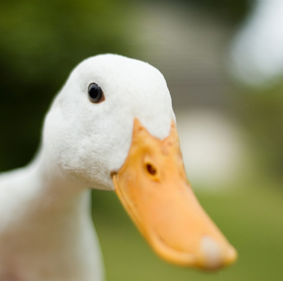 Close up of a curious duck Shallow depth of field, sharp focus on the eyes