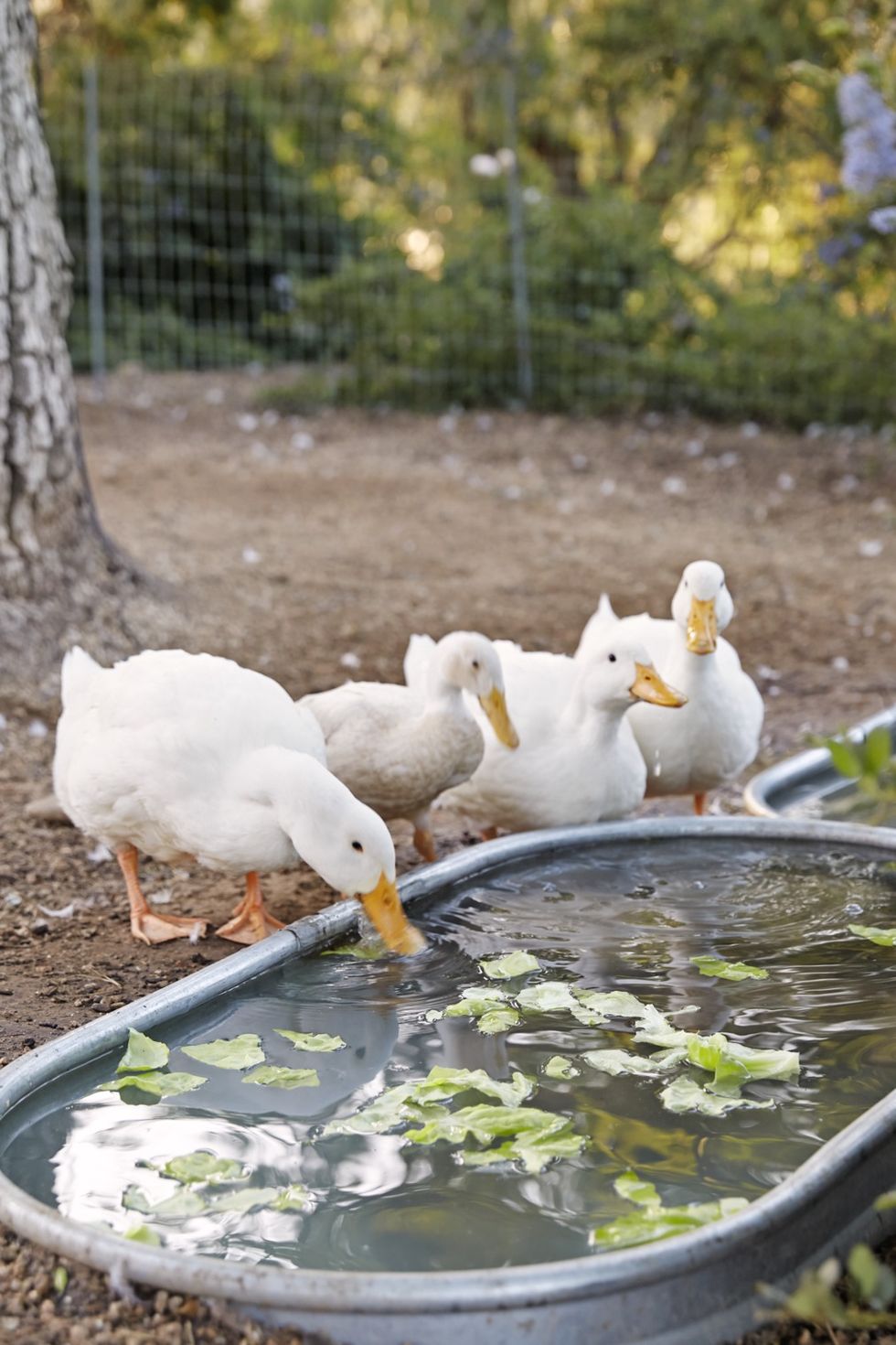 duck water trough landscaping idea