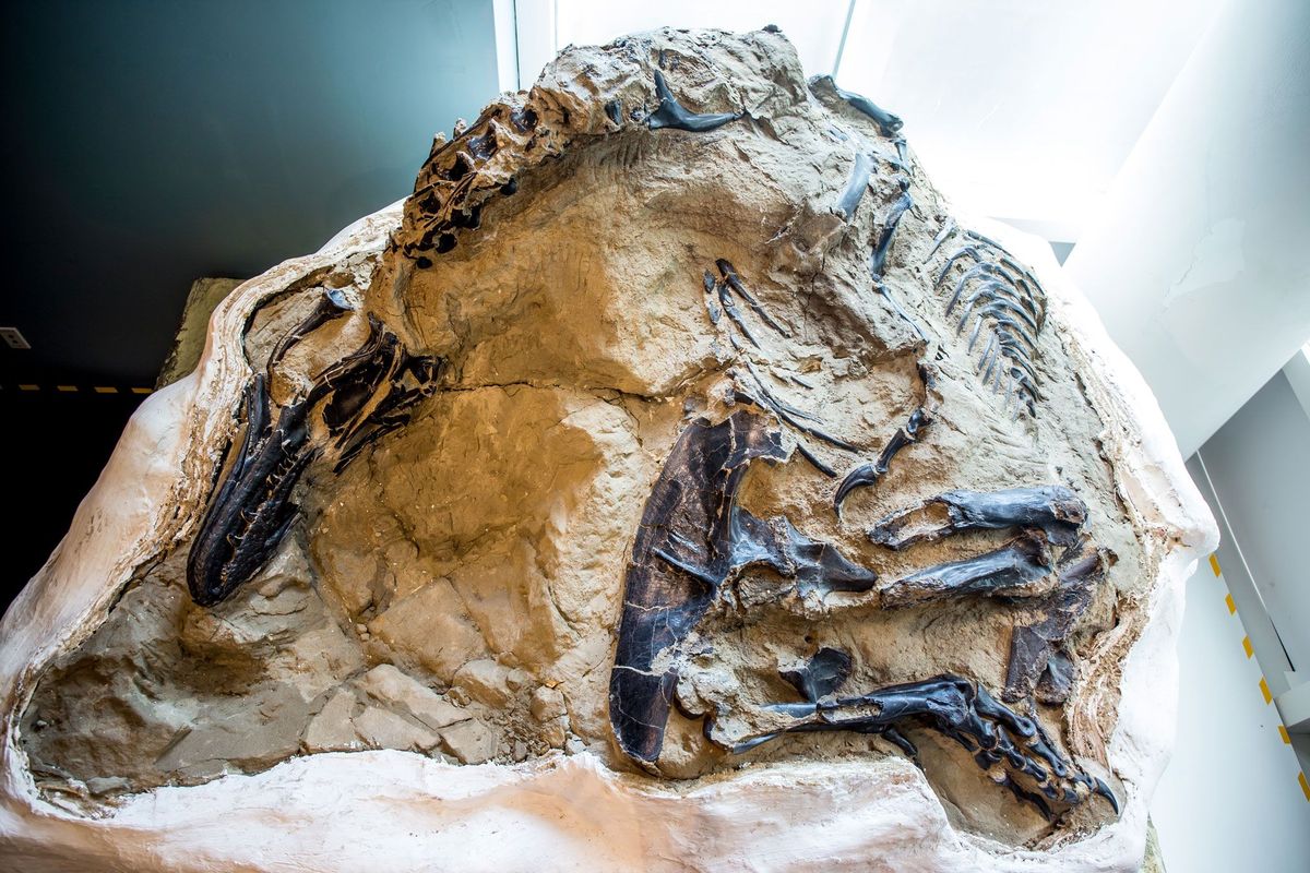 In 2006 ontdekten commercile fossielenjagers dit prachtig bewaard gebleven en vrijwel volledige skelet van een tyrannosaurus en de botten van een plantenetende Triceratops Het prehistorische tweetal is nu door een museum in North Carolina aangekocht zodat wetenschappers het fossiel voor het eerst kunnen onderzoeken