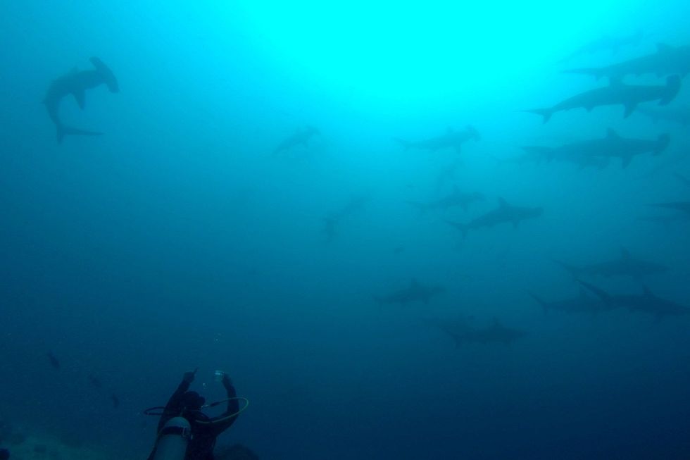 Een grote groep hamerhaaien zwemt over de fotograaf heen