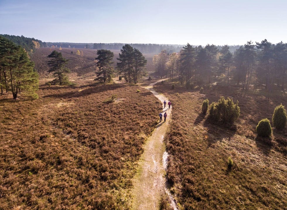 Foto Top Trails of Germany Heidschnuckenweg op de Misselhorner heide