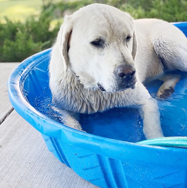 the pioneer woman ree drummond's dog, duke, in his new pool