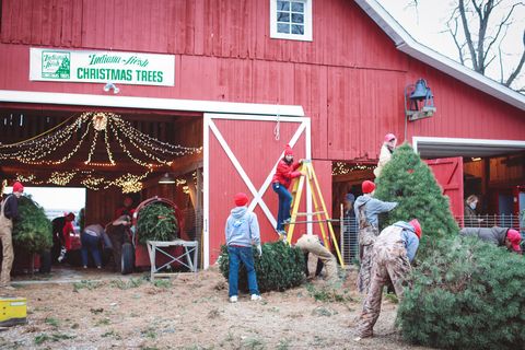 Dull's Christmas Tree Farm