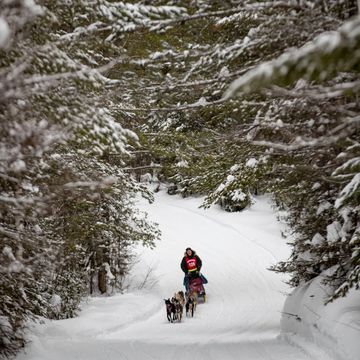 duluth, mn january 26 dave gordons sled dog team came around a bend and under a grove of snowy trees during the first leg of the john beargrease sled dog marathon near duluth, minnesota photo by alex kormannstar tribune via getty images