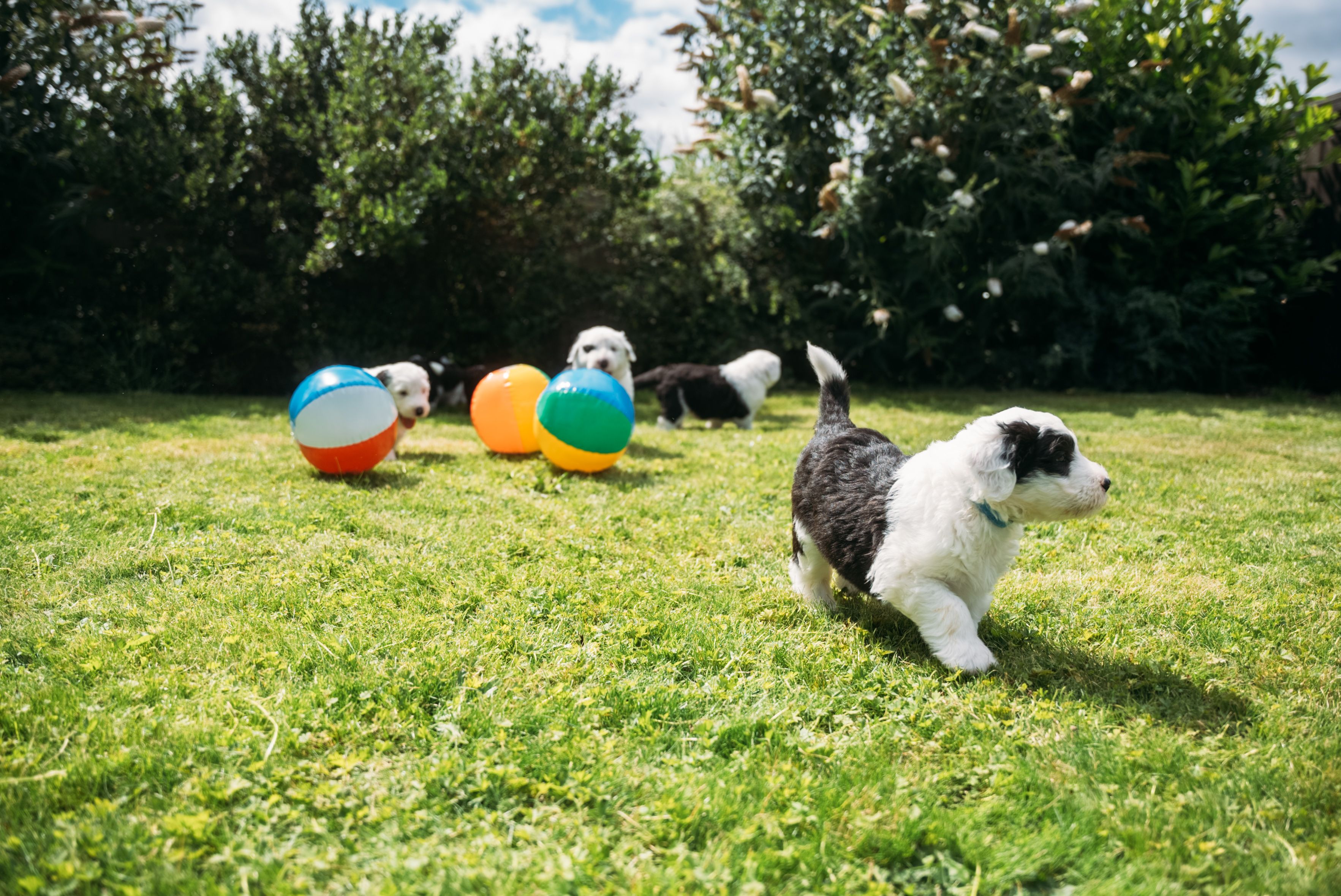 Dulux dog sales for sale