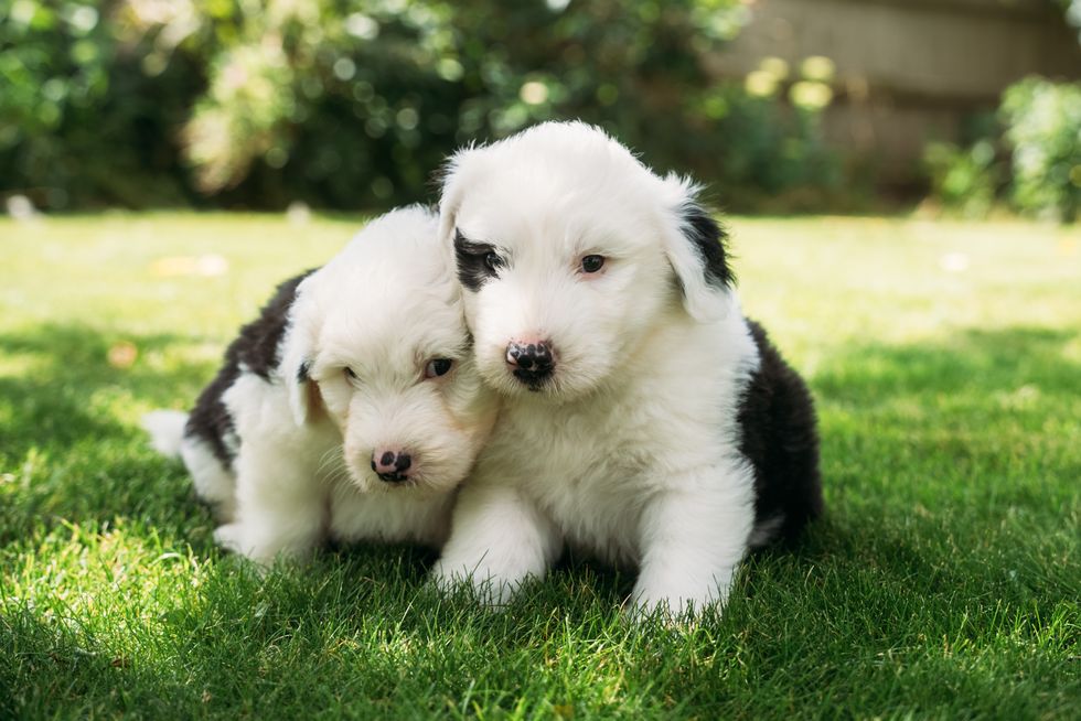 dulux dog welcomes litter of puppies