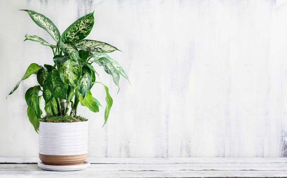 15 of the Best Bedroom Plants for a Prettier, Healthier Space