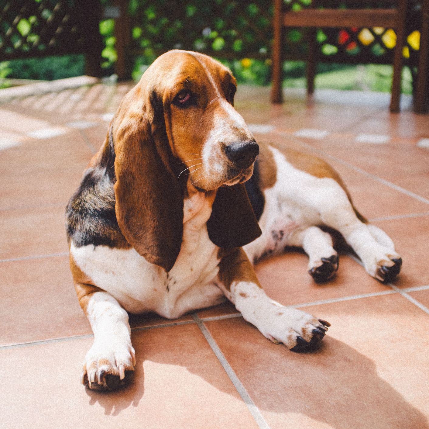 beagle bloodhound mix puppies