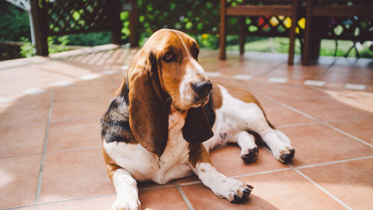 Verdampen eeuwig Trots The 9 "Dumbest" Dogs: Basset Hound, Beagle, and More