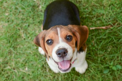 are beagle dogs smart