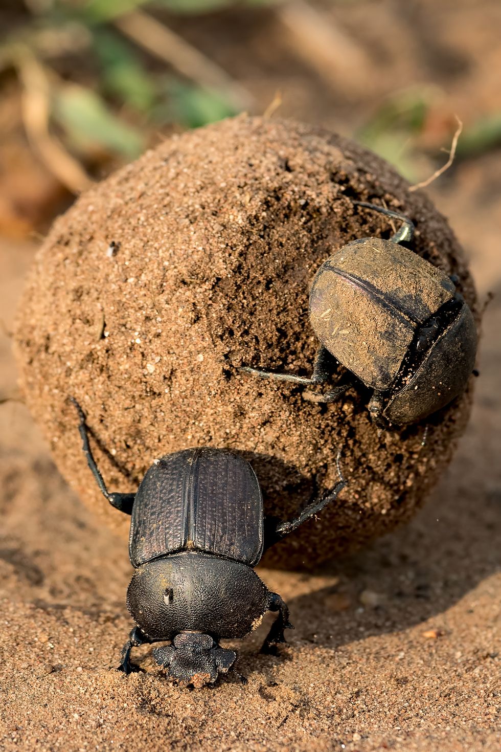 dung beetles rolling around on a pile of dung