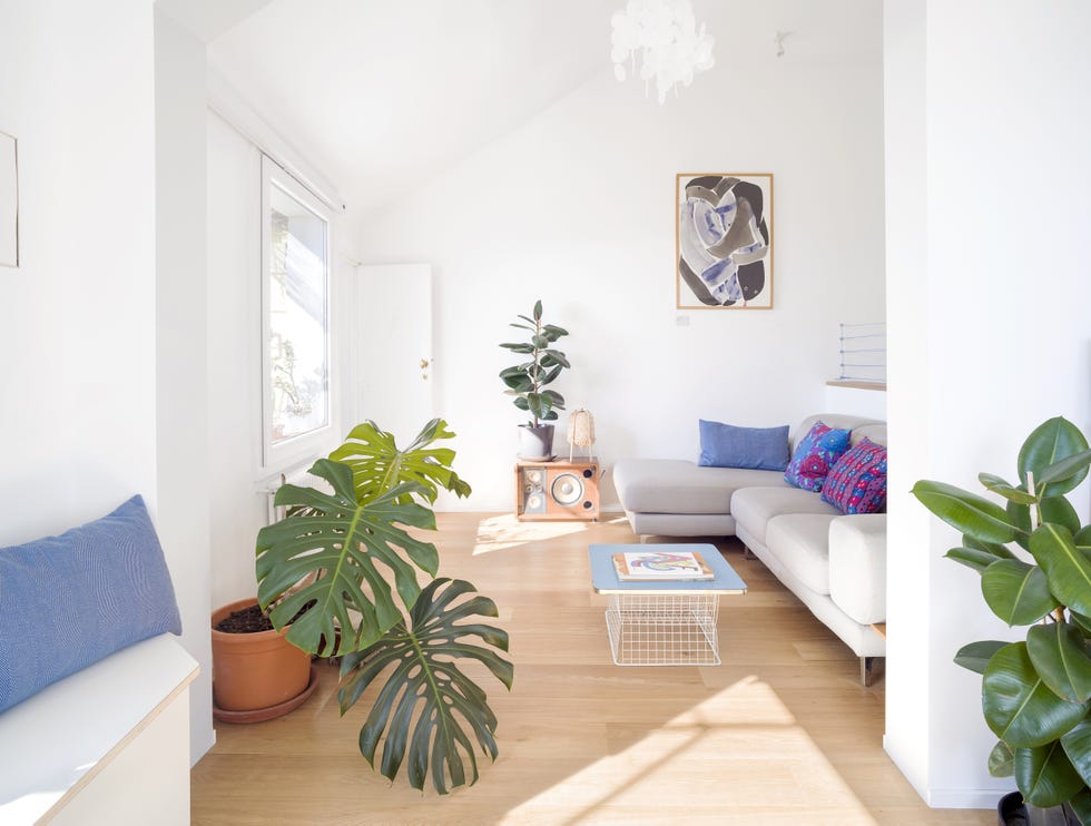 salón abierto moderno decorado con plantas