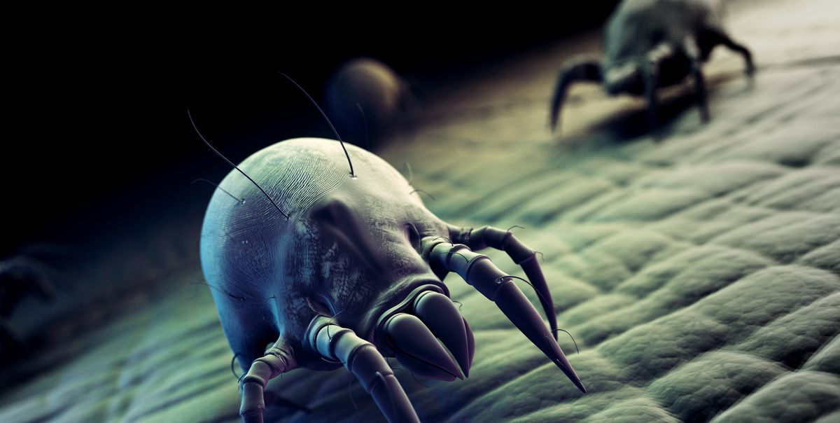 How to Get Rid of Dust Mites - What Kills Dust Mites?