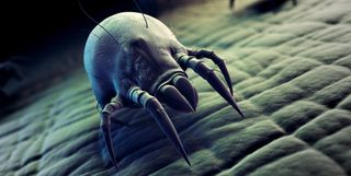 how to get rid of dust mites
