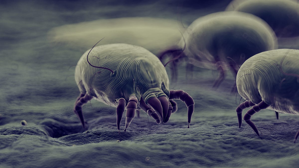 How to Get Rid of Mold Mites: Expert Tips to Prevent Mold Mites