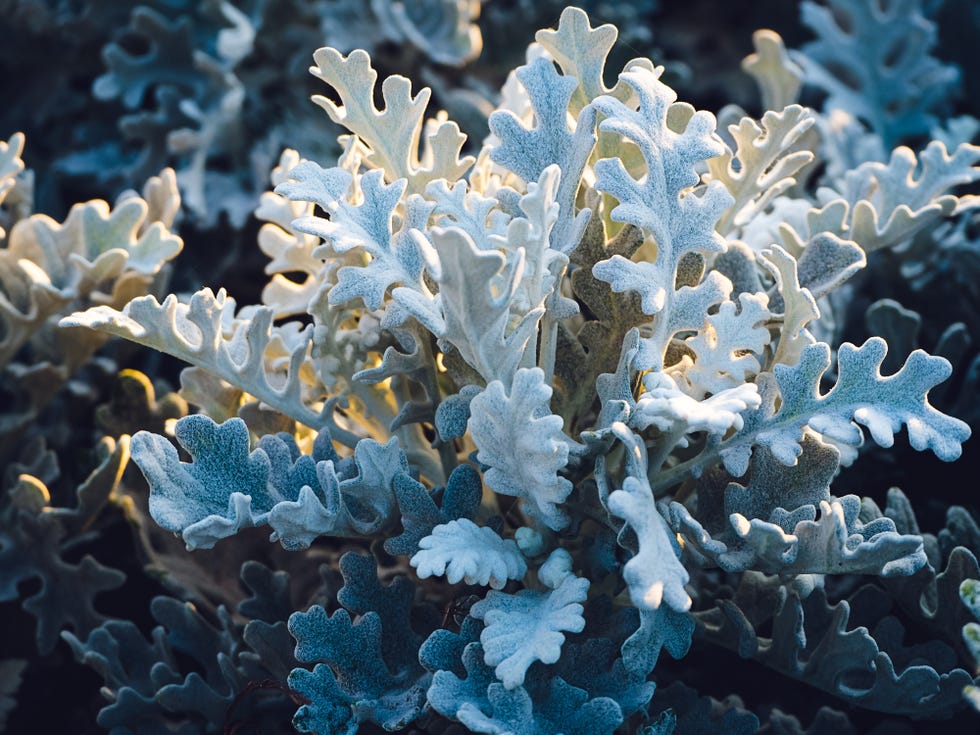 senecio cineraria in the park at sunset