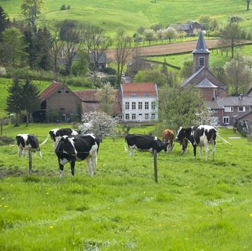 dutch countryside
