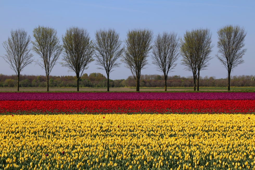 Tulip fields Netherlands