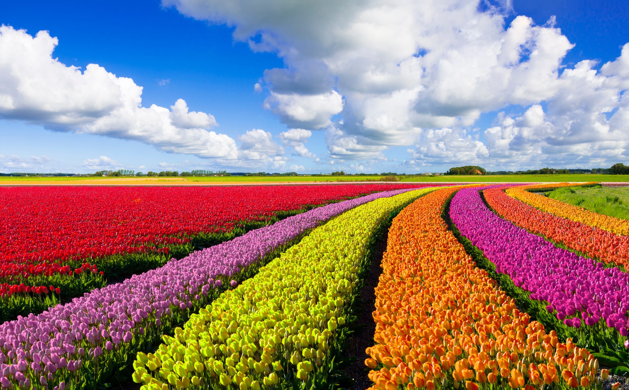 Tulip fields Netherlands