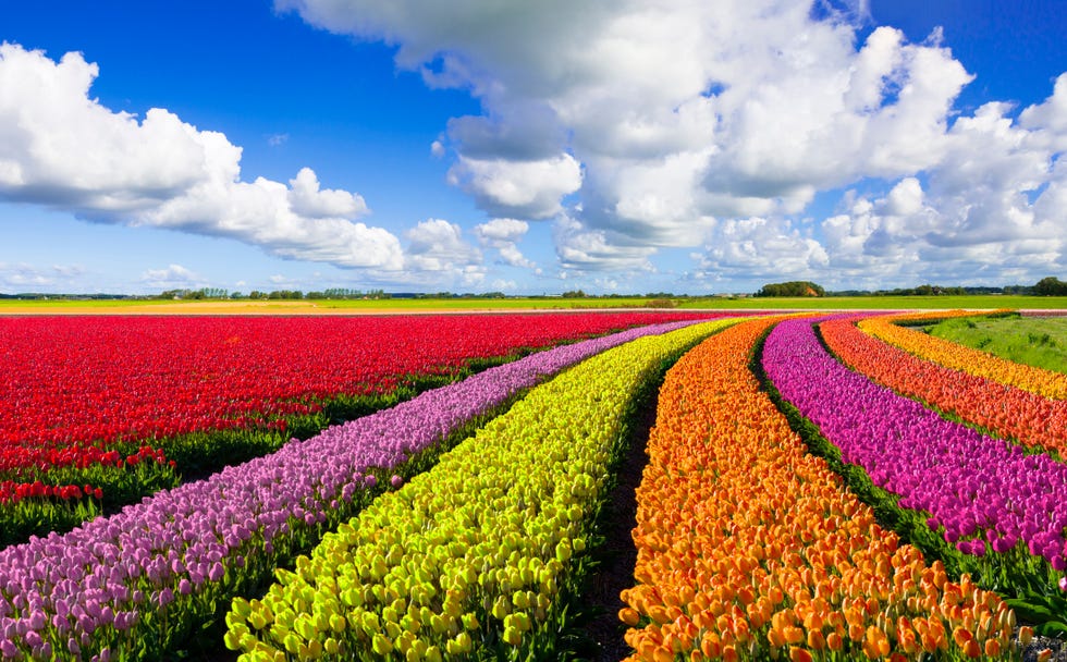 Tulip fields Netherlands