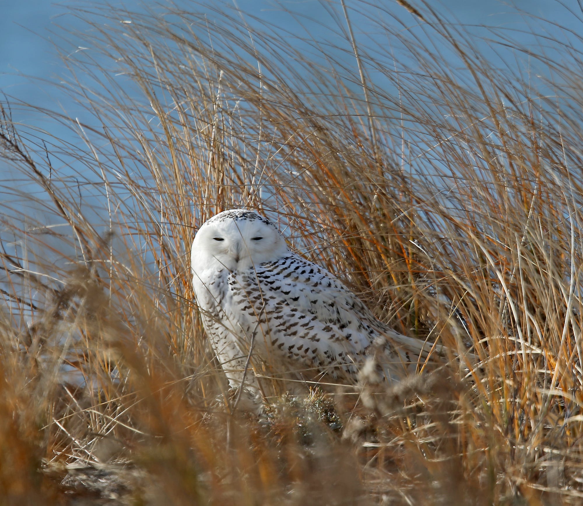 snowy owl