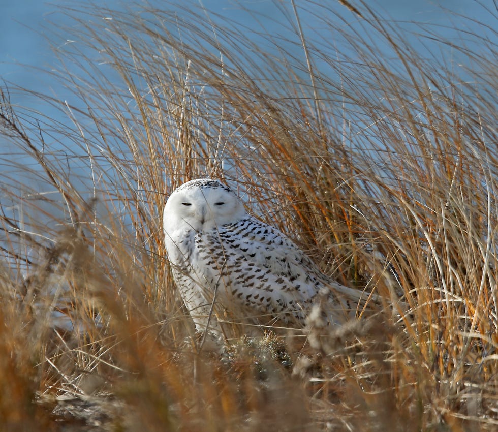 snowy owl