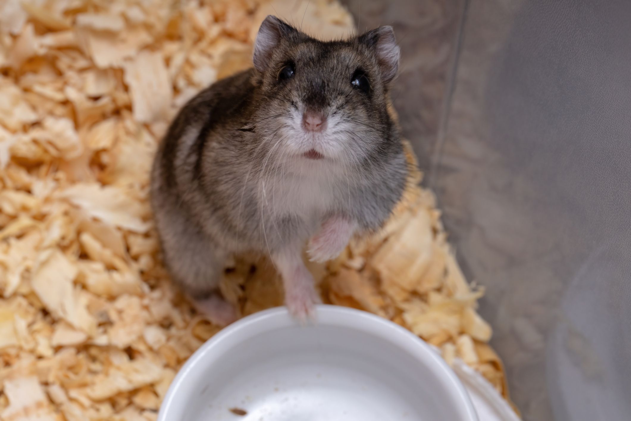 cute dwarf hamsters