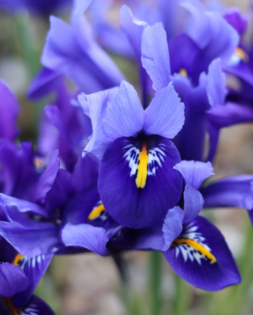 bulbs to plant in fall dwarf iris bulbs to plant in fall dwarf iris