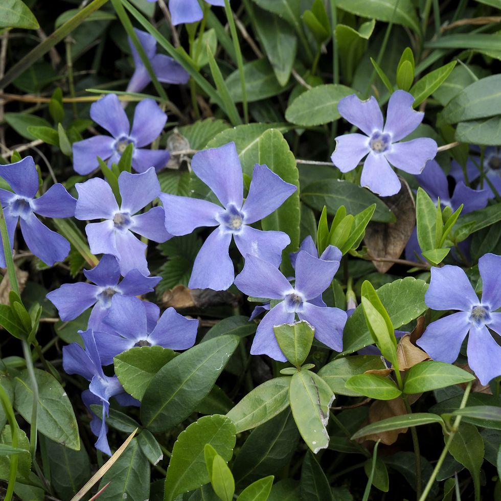 dwarf periwinkle purple wild flowers