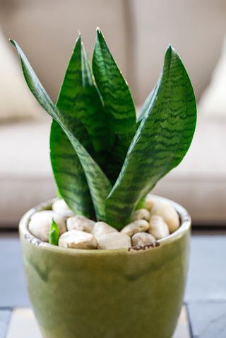 sansevieria trifasciata, a popular indoor plant, also known as mother in law's tongue and viper's bowstring hemp growing effortlessly in a sunroom