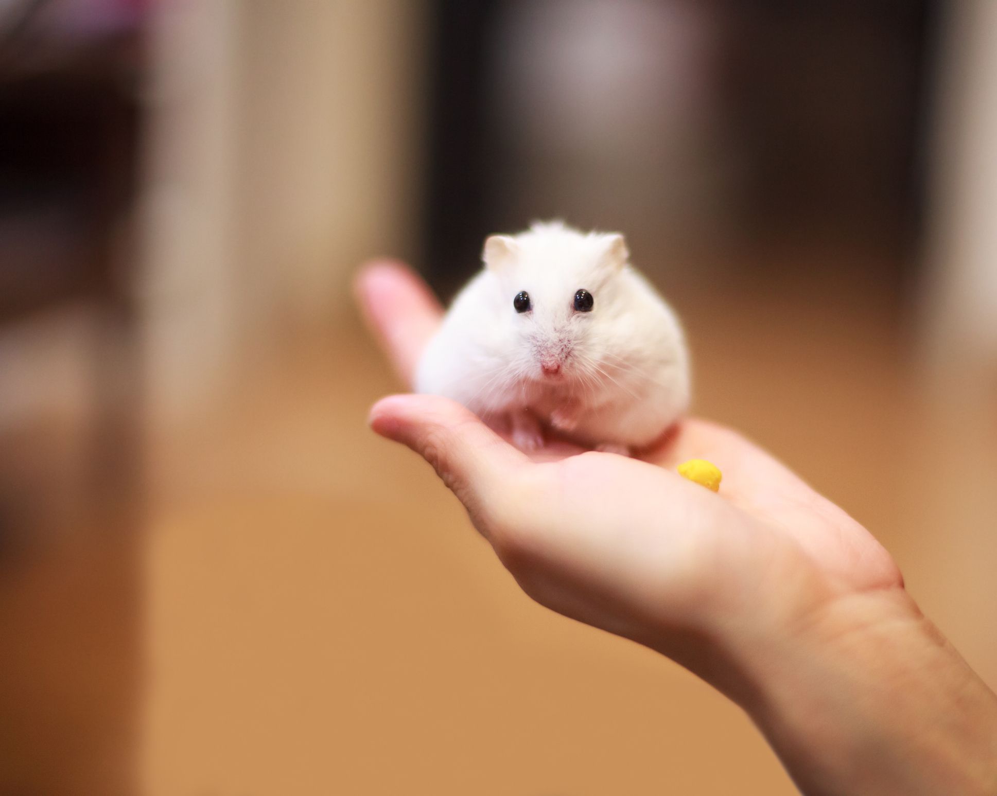 dwarf hamster russian white winter super model