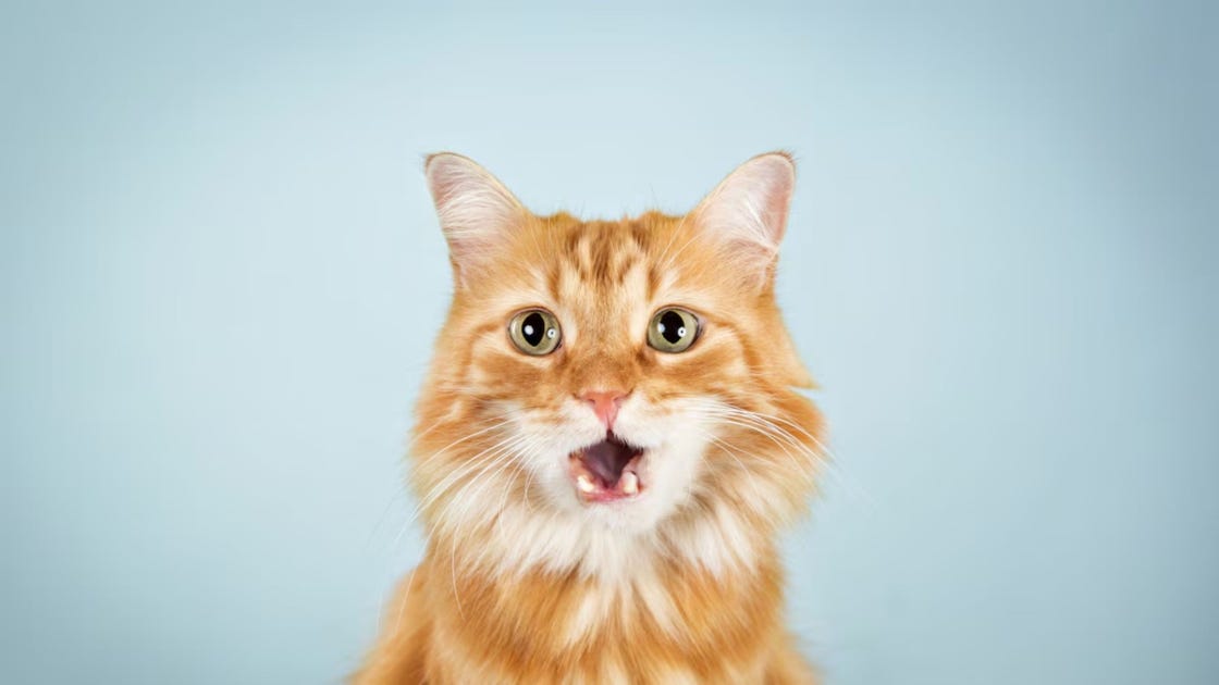 een rode kat kijkt recht in de camera