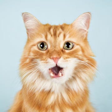 Zijn rode katten speelser dan andere katten? Dit zegt de wetenschap een rode kat kijkt recht in de camera